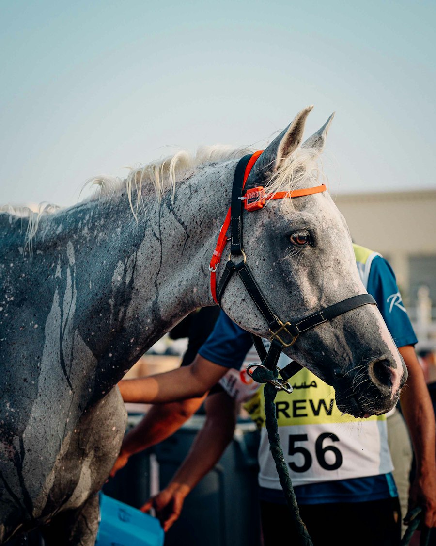 Dubai World Cup